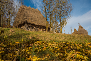 wooden-barn-in-the-autumn-with-thatched-roof