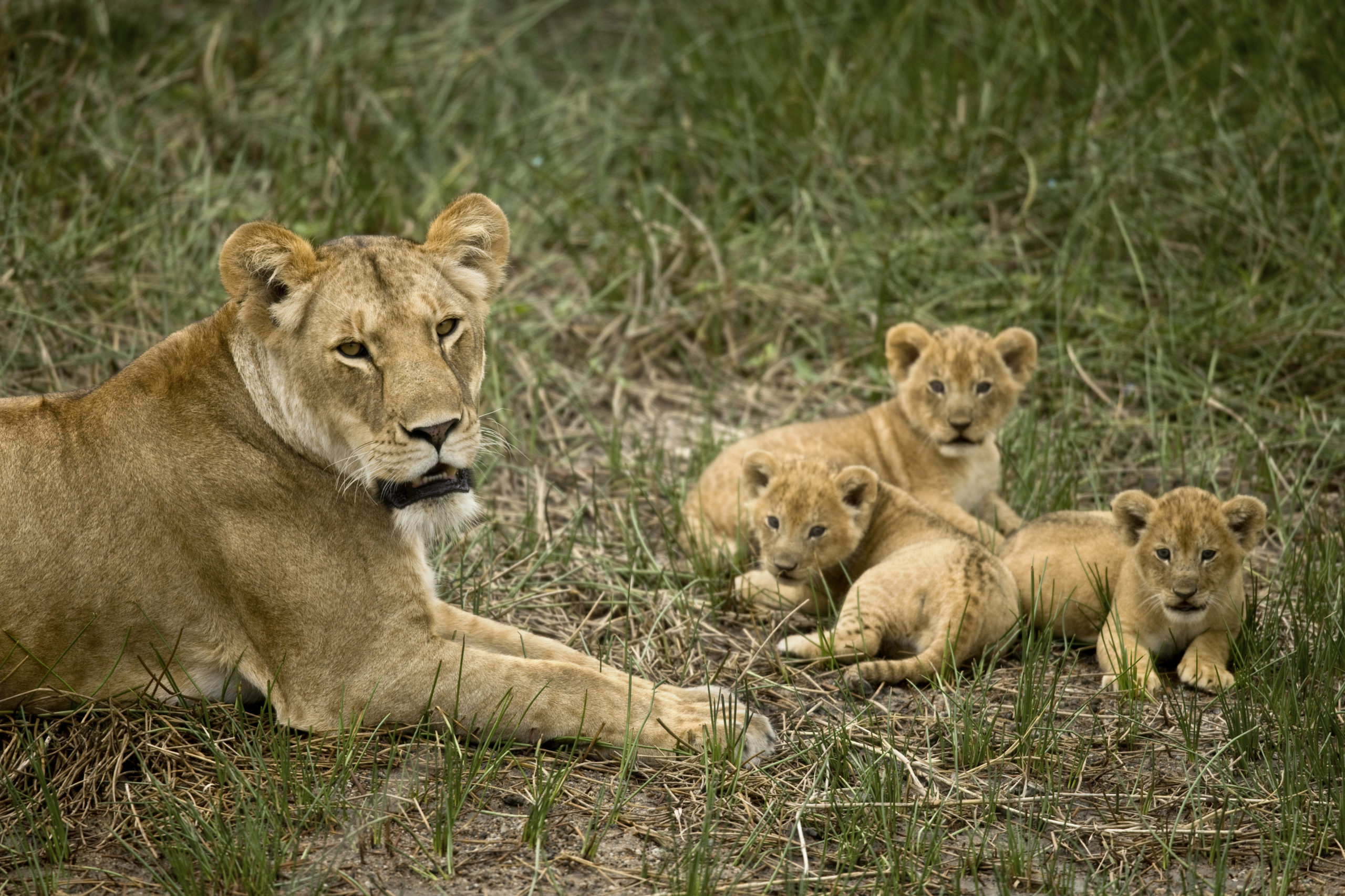 Lioness and her Cubs